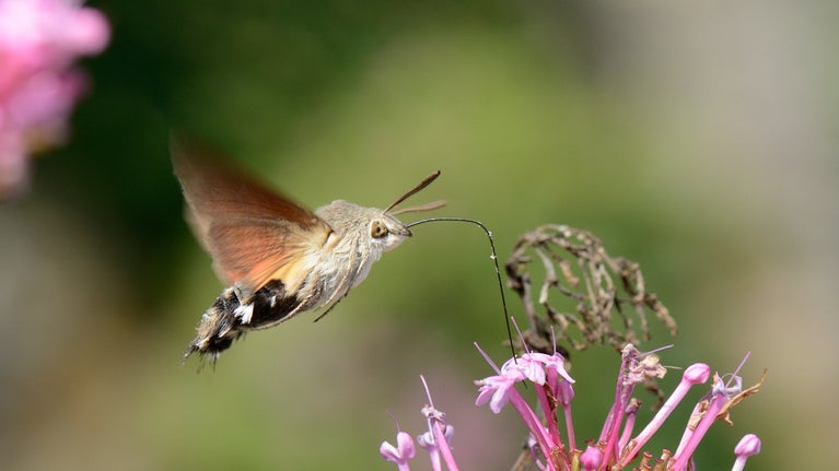 Butterflies at Golden Cap, Devon